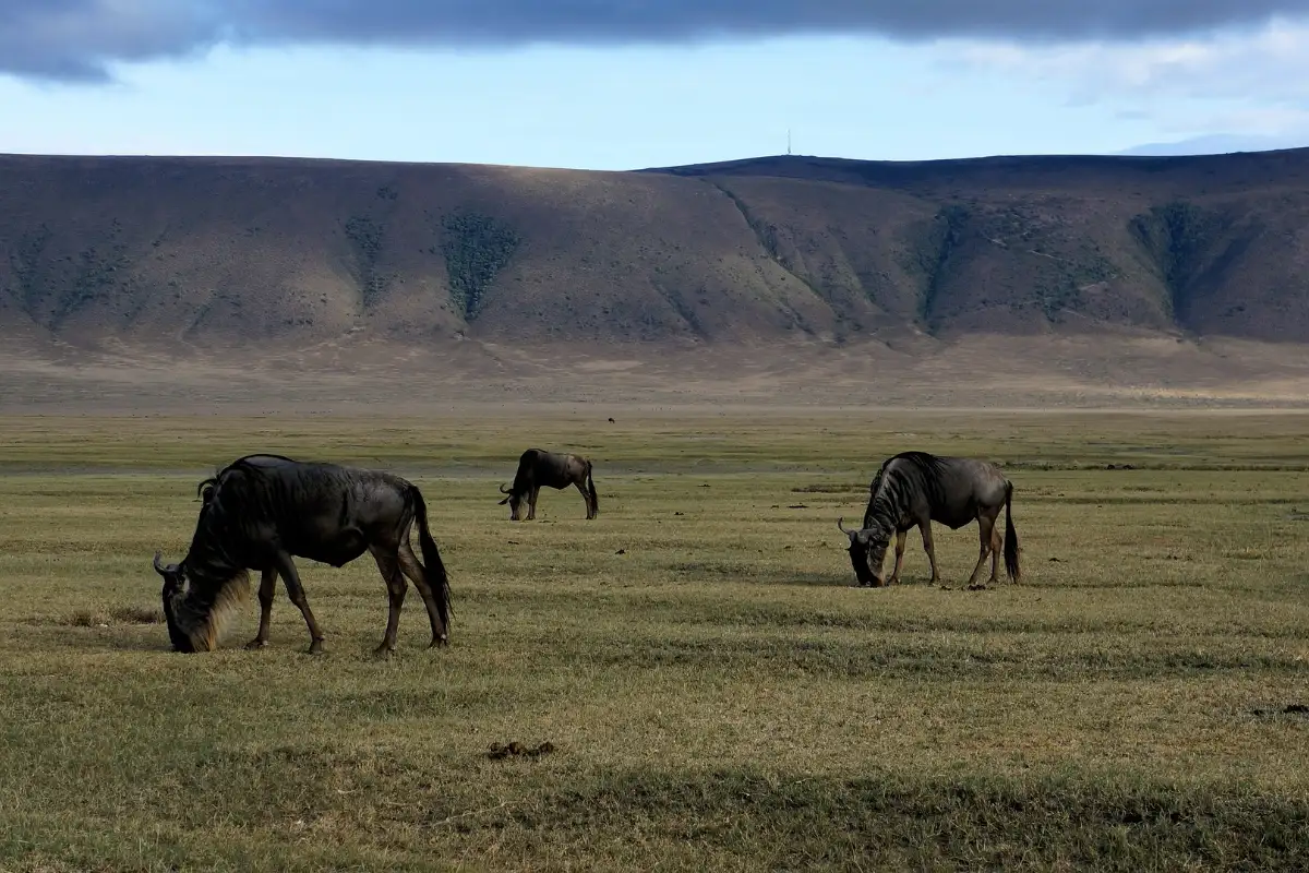 Day Trip Ngorongoro crater 